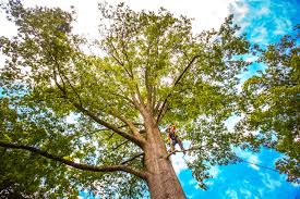 Reliable Chaffee, MO Tree Care Solutions