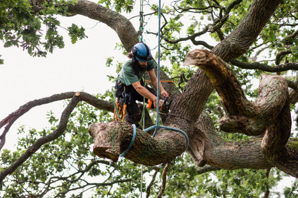 How Our Tree Care Process Works  in  Chaffee, MO